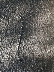 Tropidodipsas philippii
