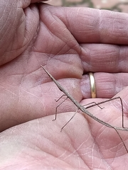 Proscopiidae