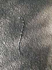 Tropidodipsas philippii