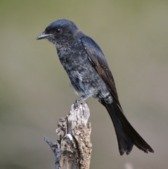 Dicrurus adsimilis fugax