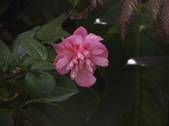 Cavendishia adenophora