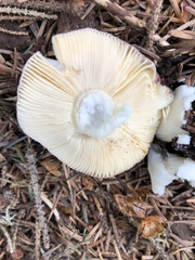 Russula punicea
