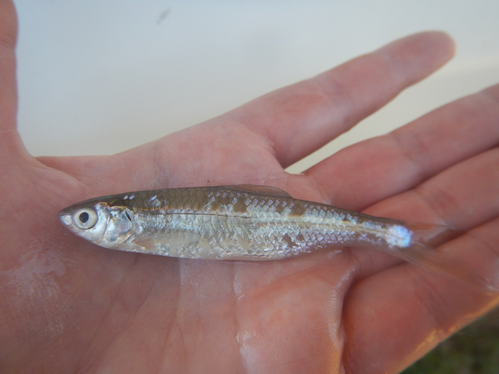 Cypress Minnow