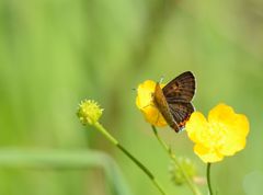 Lycaena helle