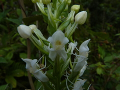 Habenaria monorrhiza