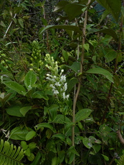 Habenaria monorrhiza