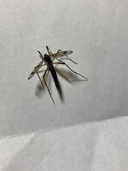 Dictenidia bimaculata