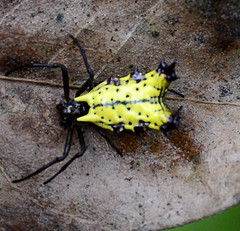 Micrathena decorata