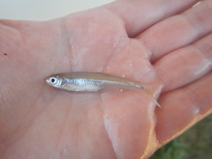 Lythrurus umbratilis