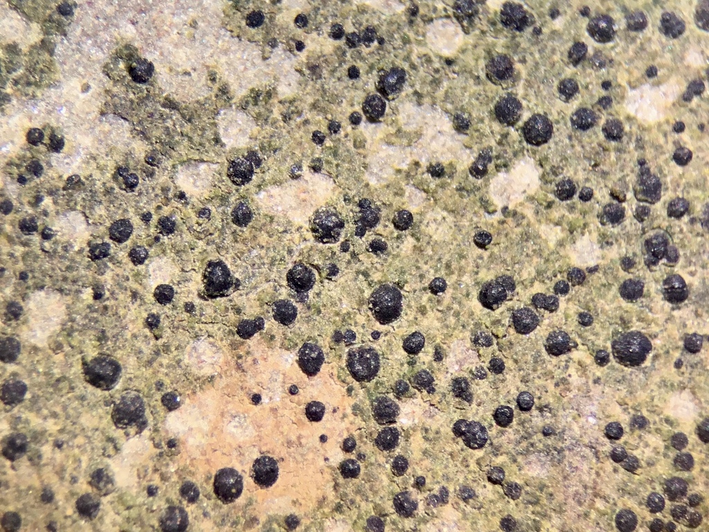 Lecidea cyrtidia