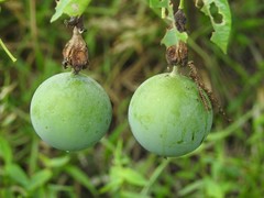 Passiflora serratodigitata