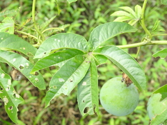 Passiflora serratodigitata
