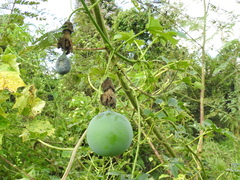 Passiflora serratodigitata