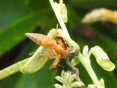 Synoeca virginea