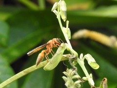 Synoeca virginea