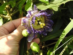 Passiflora serratodigitata