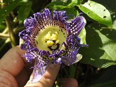 Passiflora serratodigitata