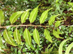 Phyllonoma laticuspis