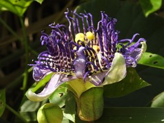 Passiflora serratodigitata