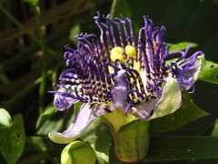 Passiflora serratodigitata