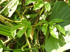 Passiflora serratodigitata