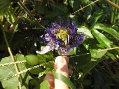 Passiflora serratodigitata