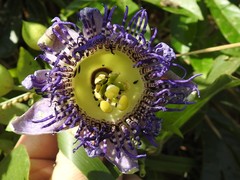 Passiflora serratodigitata