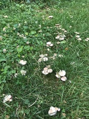 Candolleomyces candolleanus