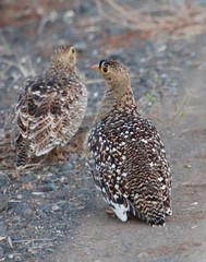 Pterocles bicinctus multicolor