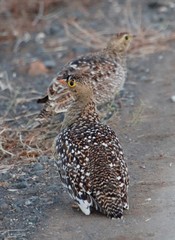 Pterocles bicinctus multicolor