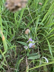 Ophrys apifera