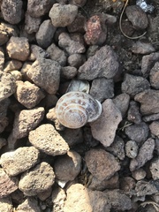 Eobania vermiculata