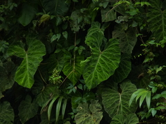 Philodendron verrucosum