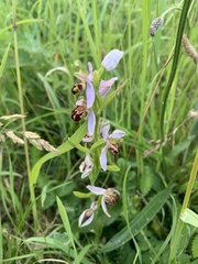 Ophrys apifera