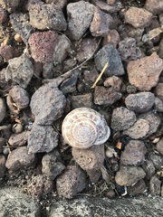 Eobania vermiculata