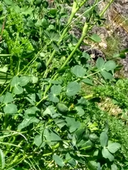 Laserpitium eliasii