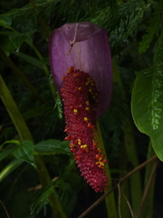 Anthurium formosum