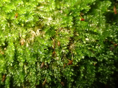 Plagiothecium succulentum