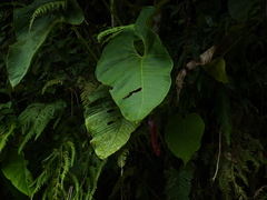 Anthurium formosum
