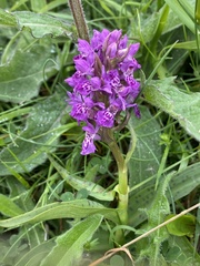 Dactylorhiza purpurella