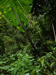 Anthurium cuspidatum