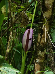 Anthurium formosum