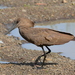 Hamerkop - Photo (c) copper, some rights reserved (CC BY-NC), uploaded by copper