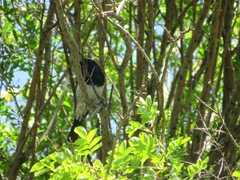 Phoenicurus coeruleocephala