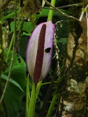 Anthurium formosum