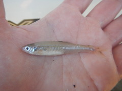 Notropis atherinoides