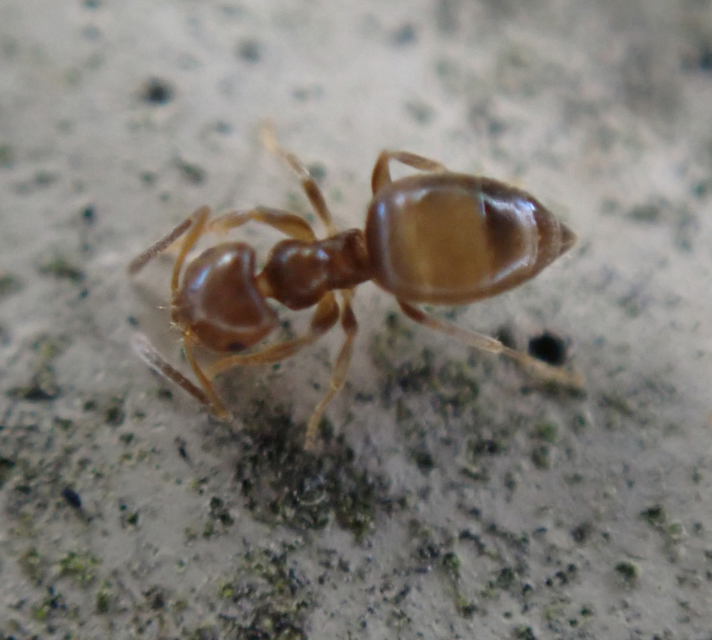 Seaside Rover Ant Seaside Rover Ant from Destin, FL 32541, USA on June 25, 2021 at 11:29 ...