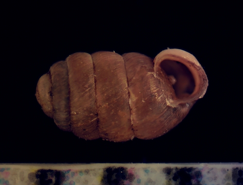 Pupilla blandi observed 2018-01-08