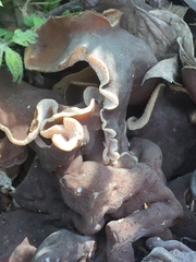 Peziza repanda image
