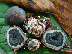 Elaphomyces mutabilis